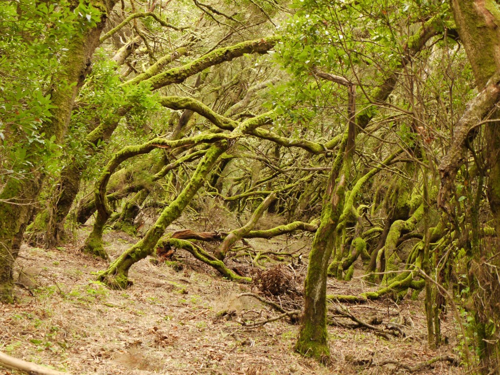La Gomera Laurisilva ClickFerry Blog